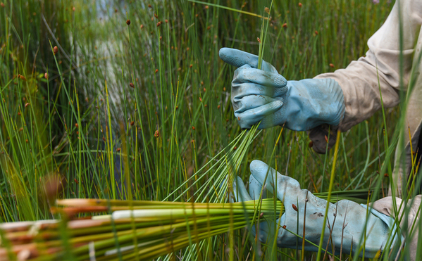 Lepironia-Articulata-grass-straws