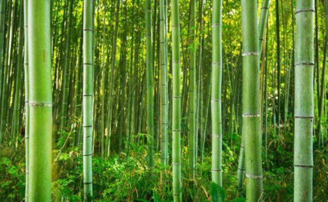 the trunks of bamboo trees