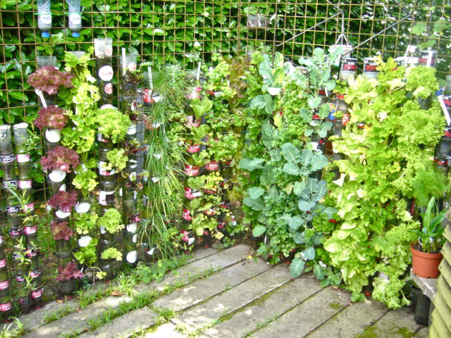 Creating a Vertical Garden