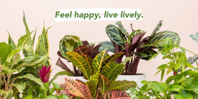 Peacock Plants and Golden Pothos at Lively Root