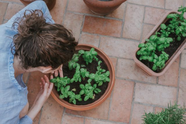 Top tips for Zero-Waste Garden