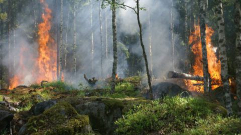 Things You Didn't Know about Wildfires