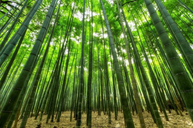 bamboo forest to create bedding sheets